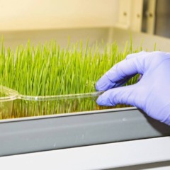 O que nunca fazer ao cultivar temperos em casa se você quer bons resultados