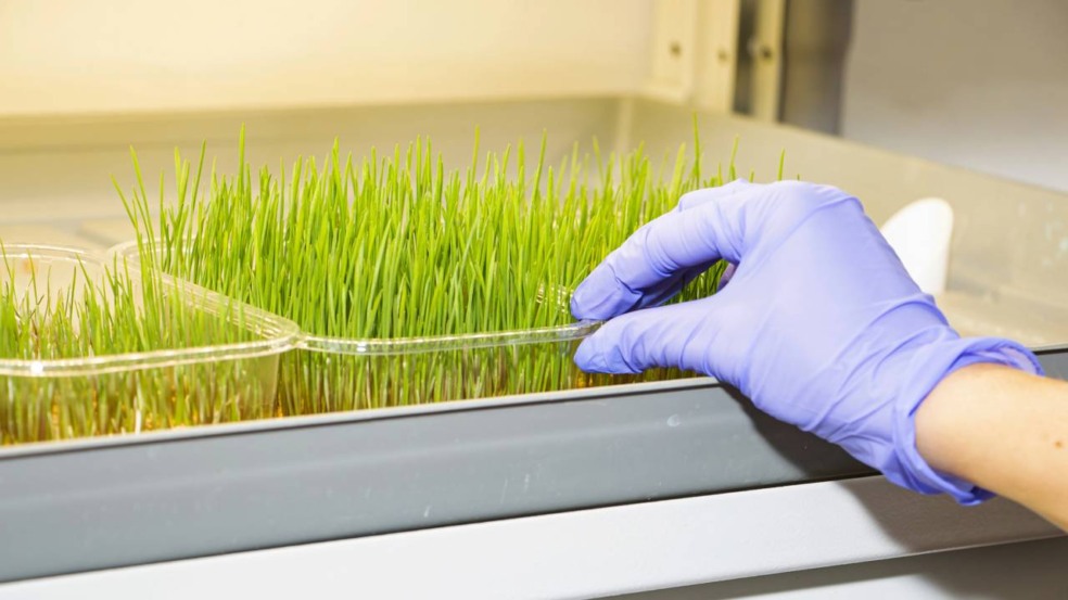 O que nunca fazer ao cultivar temperos em casa se você quer bons resultados O que nunca fazer ao cultivar temperos em casa se você quer bons resultados