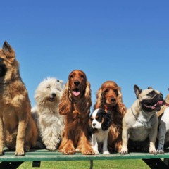 As raças de cães que mais preocupam os veterinários