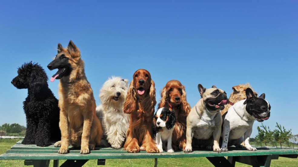 As raças de cães que mais preocupam os veterinários As raças de cães que mais preocupam os veterinários
