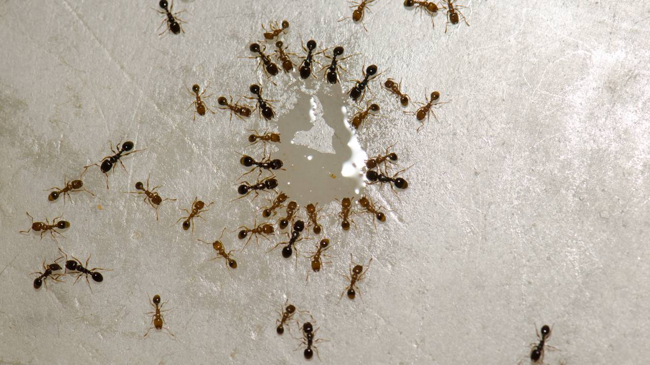 Como prevenir e controlar formigas com métodos naturais
