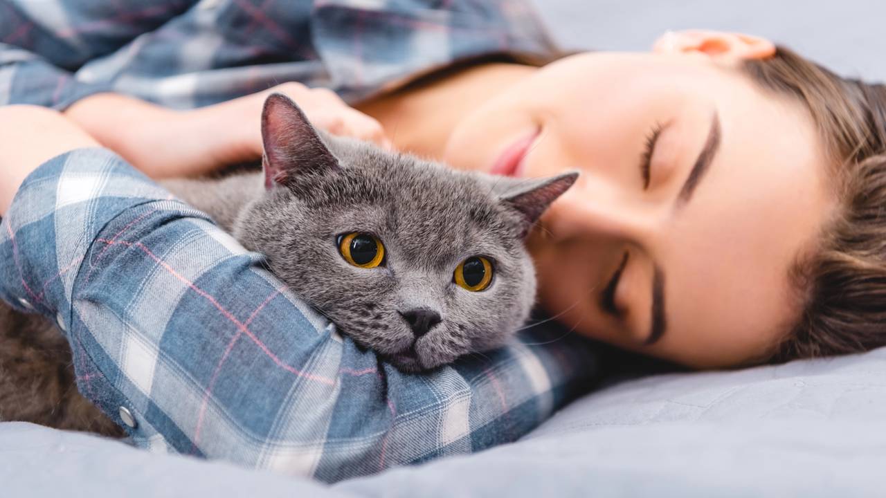 Quando o gato deita ao seu lado, pode haver um motivo especial