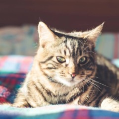 Quando o gato deita ao seu lado, pode haver um motivo especial Quando o gato deita ao seu lado, pode haver um motivo especial