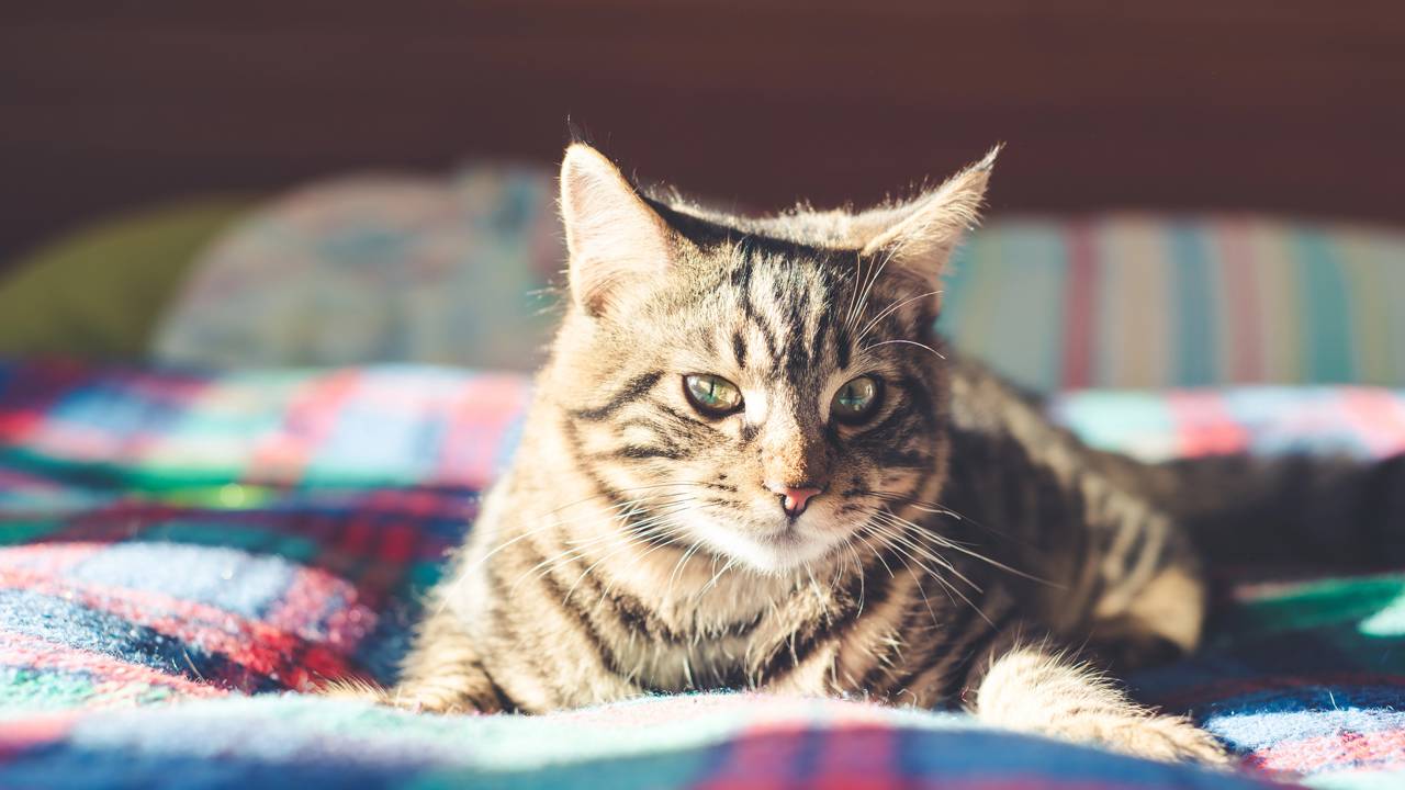 Quando o gato deita ao seu lado, pode haver um motivo especial