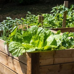 Como ter uma horta produtiva mesmo em espaços pequenos