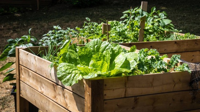 Como ter uma horta produtiva mesmo em espaços pequenos