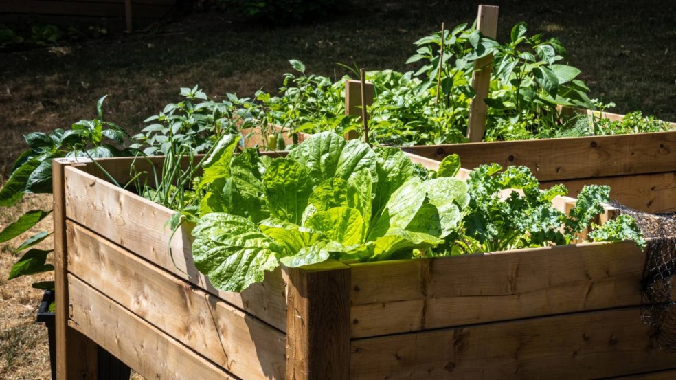 Como ter uma horta produtiva mesmo em espaços pequenos