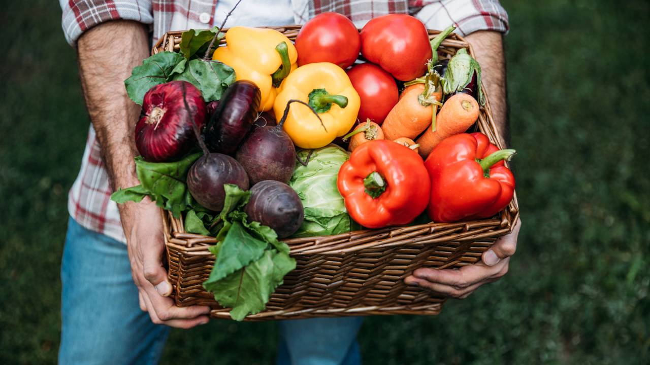 Truques simples para colher verduras em casa com saúde e praticidade