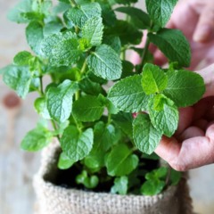 Plante hortelã e descubra o aroma que espanta insetos e refresca o ambiente