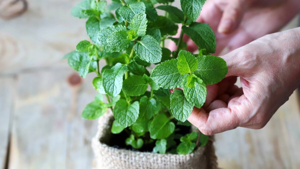 Plante hortelã e descubra o aroma que espanta insetos e refresca o ambiente