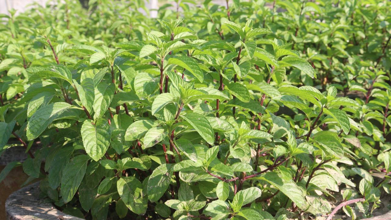 Plante hortelã e descubra o aroma que espanta insetos e refresca o ambiente