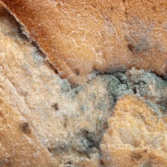 Evite mofo e mantenha a comida saudável por mais tempo