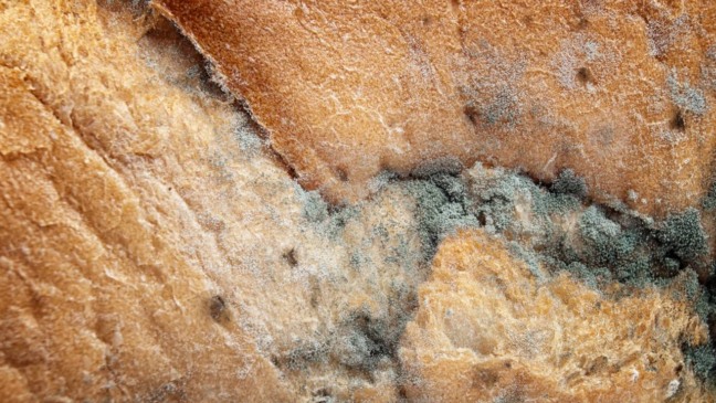Evite mofo e mantenha a comida saudável por mais tempo Evite mofo e mantenha a comida saudável por mais tempo