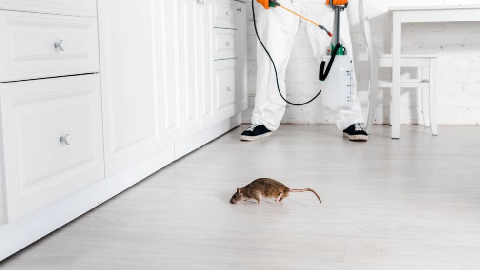 Os ratos vão fugir da sua casa com esses aromas poderosos Os ratos vão fugir da sua casa com esses aromas poderosos