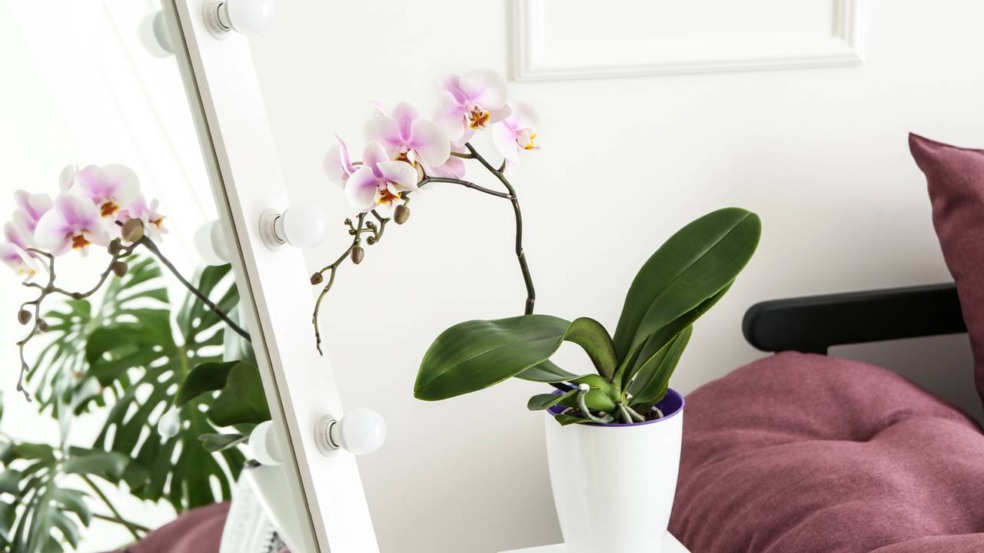 O ingrediente que transforma orquídeas comuns em exuberantes O ingrediente que transforma orquídeas comuns em exuberantes
