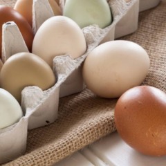 O jeito certo de preparar os ovos e aproveitar suas proteínas O jeito certo de preparar os ovos e aproveitar suas proteínas