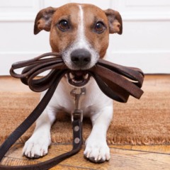 Esta é a frequência com que você deve passear com seu cachorro