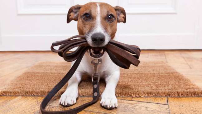 Esta é a frequência com que você deve passear com seu cachorro
