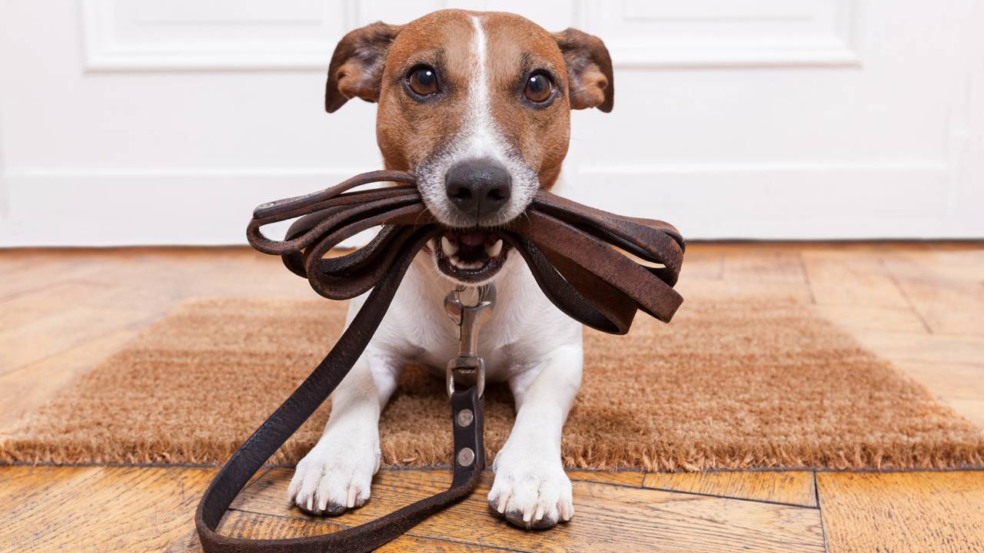 Esta é a frequência com que você deve passear com seu cachorro Esta é a frequência com que você deve passear com seu cachorro