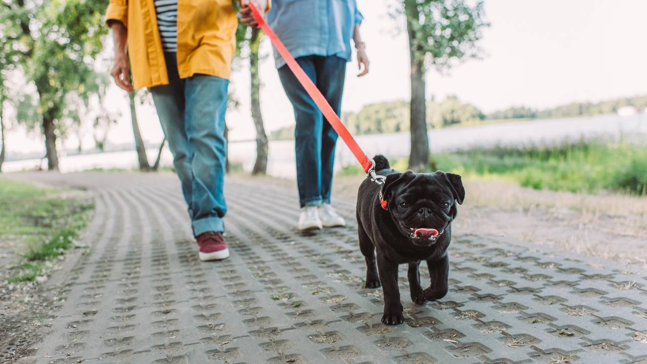 Esta é a frequência com que você deve passear com seu cachorro
