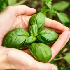 Como plantar manjericão em casa e garantir folhas frescas para suas receitas