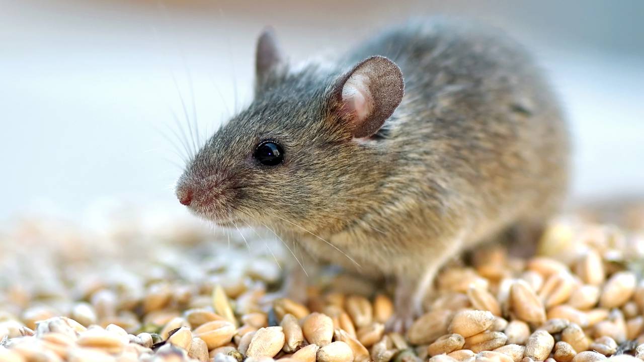 Mantenha os ratos bem longe de casa com essas medidas simples