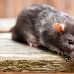 Mantenha os ratos bem longe de casa com essas medidas simples