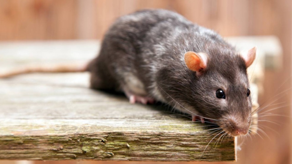 Mantenha os ratos bem longe de casa com essas medidas simples Mantenha os ratos bem longe de casa com essas medidas simples