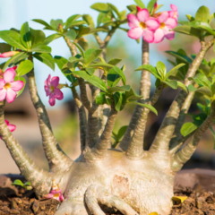 A planta que sobrevive sem água por meses sempre desperta curiosidade e fascínio por sua incrível capacidade de adaptação