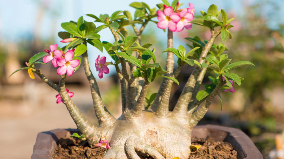 A planta que sobrevive sem água por meses sempre desperta curiosidade e fascínio por sua incrível capacidade de adaptação