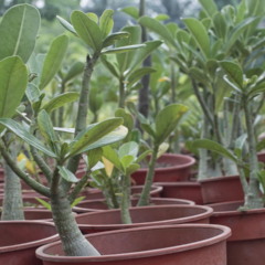 A planta que sobrevive sem água por meses sempre desperta curiosidade e fascínio por sua incrível capacidade de adaptação