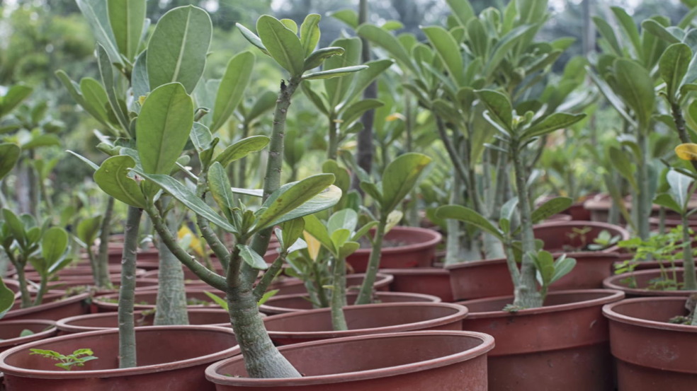 A planta que sobrevive sem água por meses sempre desperta curiosidade e fascínio por sua incrível capacidade de adaptação