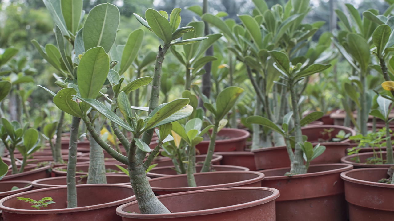 A planta que sobrevive sem água por meses sempre desperta curiosidade e fascínio por sua incrível capacidade de adaptação