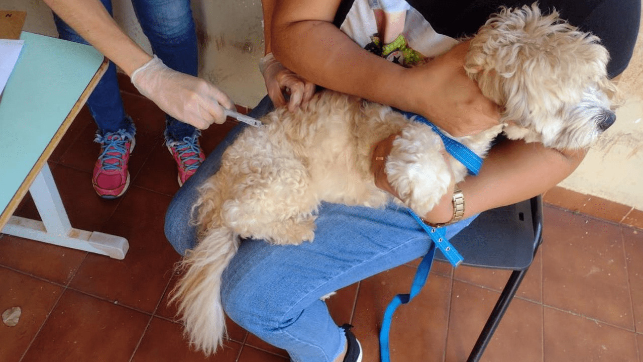São Gonçalo supera meta na vacinação antirrábica