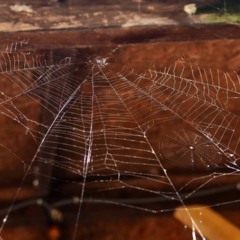 Afaste as aranhas com esse produto que você já tem em casa