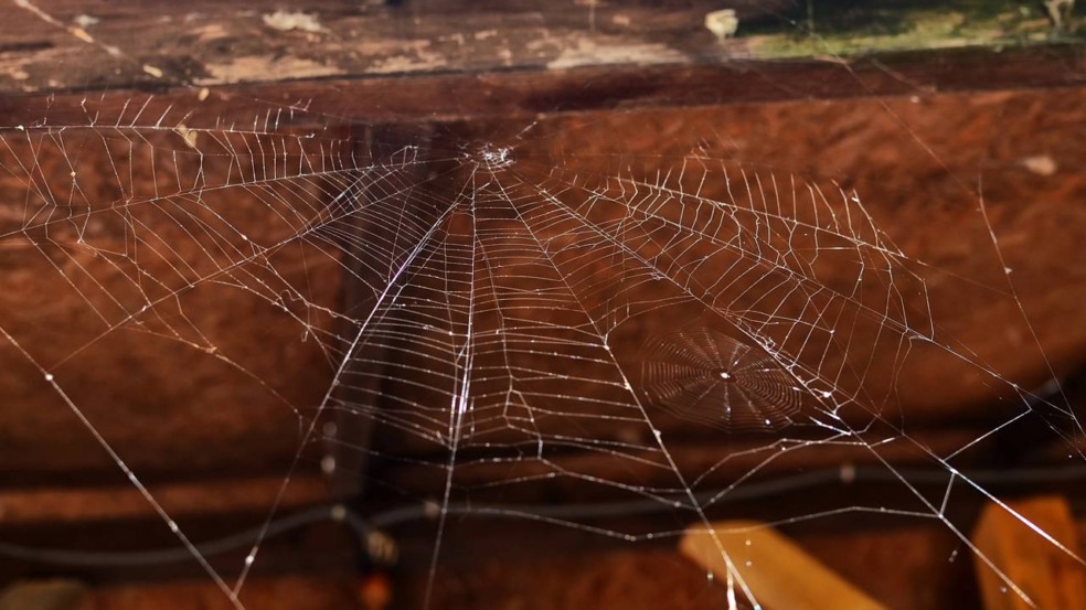 Afaste as aranhas com esse produto que você já tem em casa Afaste as aranhas com esse produto que você já tem em casa