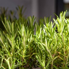 Como plantar alecrim em casa usando só um copo e sem complicação