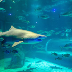 Divulgação | AquaRio