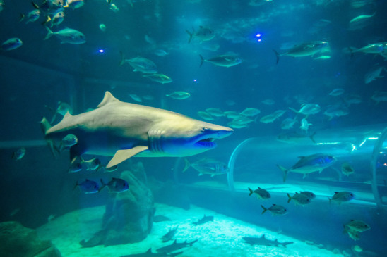 Divulgação | AquaRio