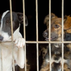 Créditos: depositphotos.com / toxawww