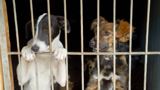 Créditos: depositphotos.com / toxawww