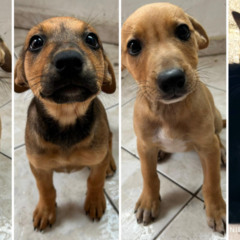 Maricá realiza campanha de adoção de cães e gatos neste sábado