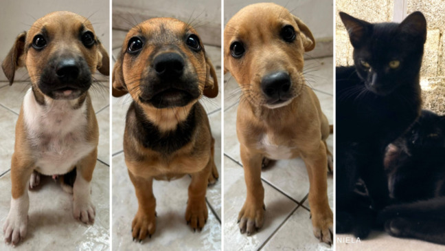 Maricá realiza campanha de adoção de cães e gatos neste sábado