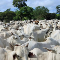 Maricá alerta produtores para prazo que pode afetar propriedades rurais