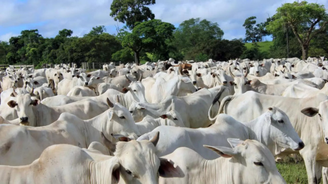 Maricá alerta produtores para prazo que pode afetar propriedades rurais