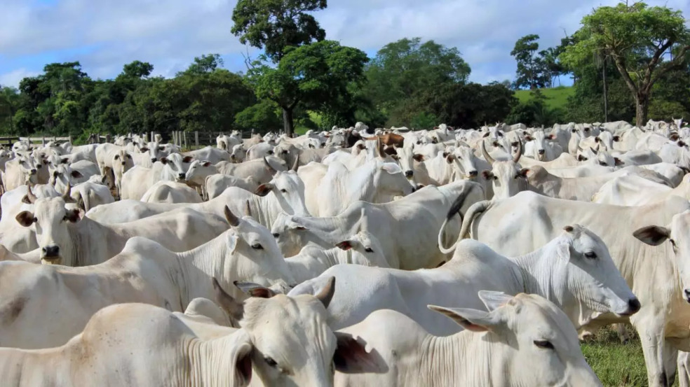 Maricá alerta produtores para prazo que pode afetar propriedades rurais