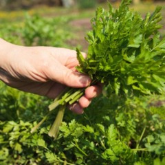 Passo a passo para plantar salsa e manter a colheita contínua por meses