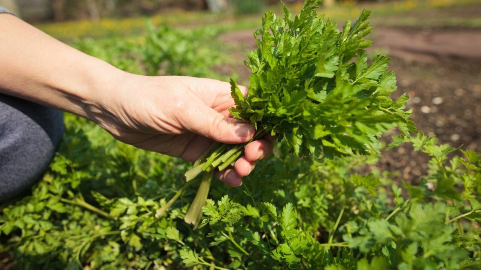 Passo a passo para plantar salsa e manter a colheita contínua por meses Passo a passo para plantar salsa e manter a colheita contínua por meses