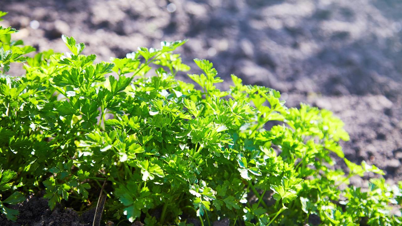 Passo a passo para plantar salsa e manter a colheita contínua por meses