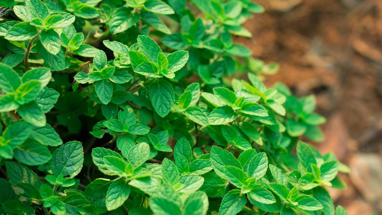 Plante hortelã-pimenta e veja como ela ajuda no bem-estar e na digestão